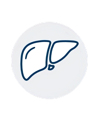 icon liver